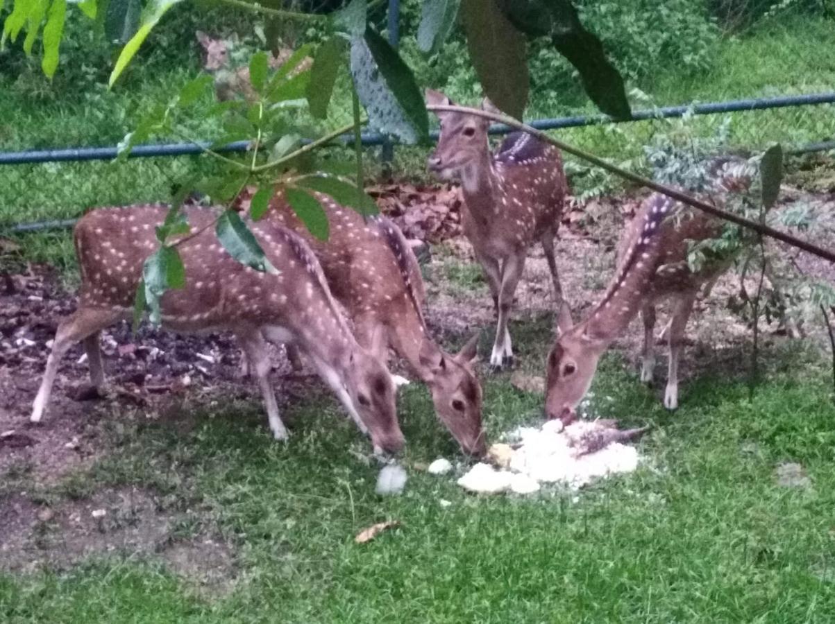 Hotel Deer Garden Guest Polonnaruwa Exterior foto