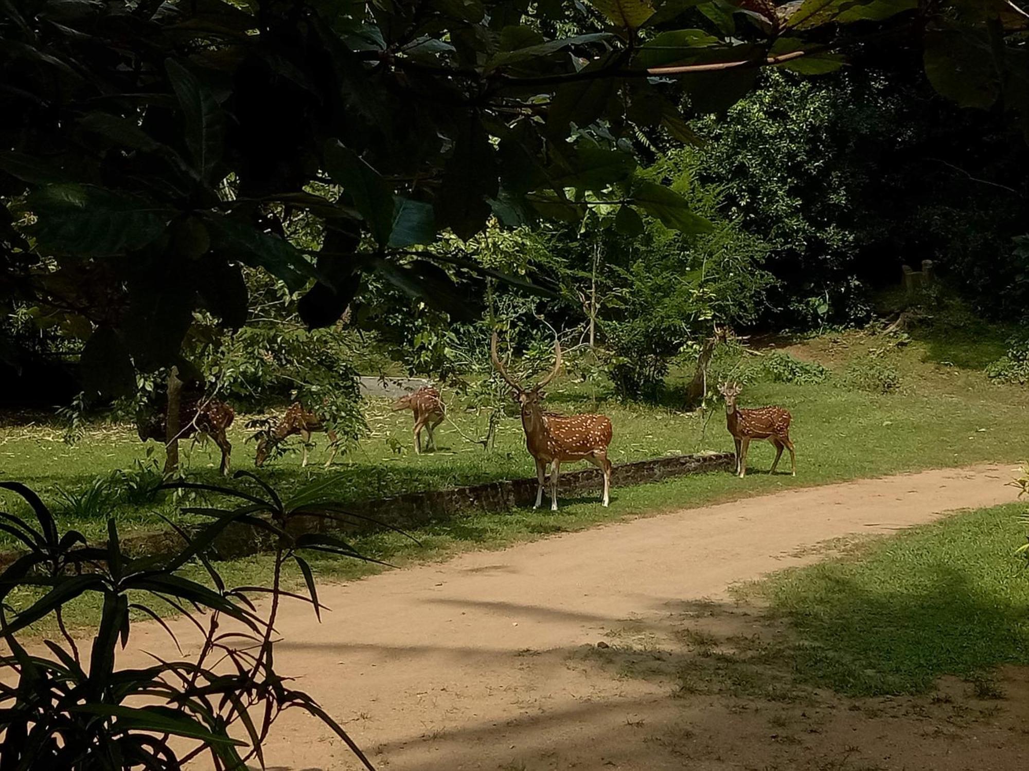 Hotel Deer Garden Guest Polonnaruwa Exterior foto